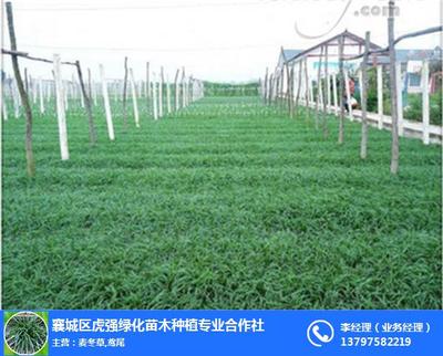 陜西麥冬草種植、虎強綠化苗木種植、闊葉麥冬草種植