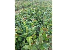 產品展示 江西金鑫杉樹苗定南縣基地