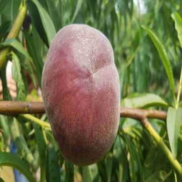 請您點(diǎn)擊 陜西安康嫁接核桃樹苗哪里有賣的 成活率有保證