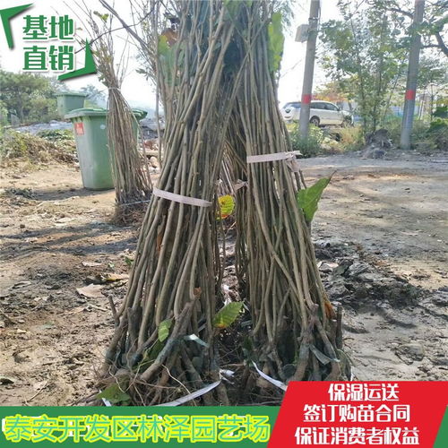 1年櫻桃樹苗 櫻桃樹苗哪里便宜