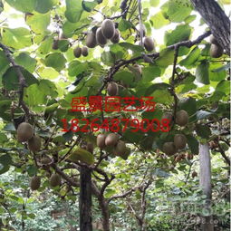 【陜西龍藏紅獼猴桃樹苗園藝場】- 