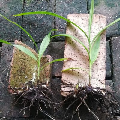 紫花白芨苗 陜西洛南三叉紫花白芨種苗