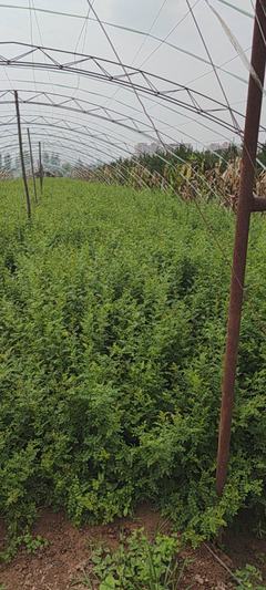 [黃刺梅種苗批發]陜西咸陽楊陵區黃刺梅種苗 1.00元/棵黃刺梅 _ 一畝田