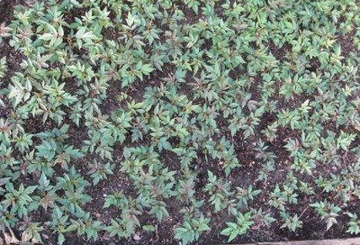 陜西苗木基地-陜西香椿樹苗供應|出售香椿樹苗|香椿樹苗價格 -陜西厚樸苗價格|陜西櫻桃苗價格|陜西獼猴桃苗 產品展示(陜西苗木基地、陜西種苗供應商、陜西苗木批發)-金泉網