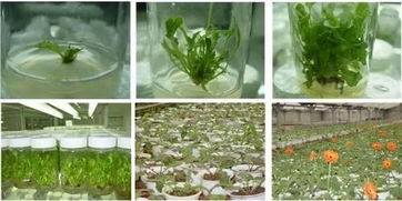 農(nóng)業(yè)革命新技術(shù) 脫毒育苗技術(shù) 脫毒種苗繁育工廠