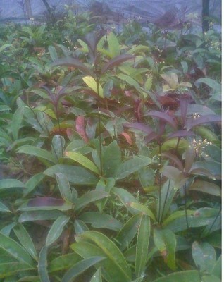 陜西苗木基地-供應(yīng)陜西桂花樹苗|桂花樹苗價格|出售桂花樹苗 -陜西厚樸苗價格|陜西櫻桃苗價格|陜西獼猴桃苗 產(chǎn)品展示(陜西苗木基地、陜西種苗供應(yīng)商、陜西苗木批發(fā))-金泉網(wǎng)