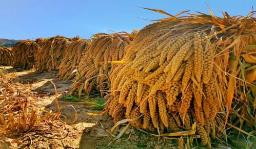 陜西發(fā)布21條秋季鄉(xiāng)村休閑旅游行精品線路