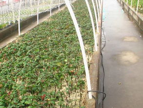 玫瑰克隆繁育及前景預(yù)測,中國植物網(wǎng),克隆,克隆技術(shù),育苗,工廠化育苗,育苗技術(shù),植物,花卉,植物繁殖技術(shù),植物快繁,植物非試管快繁技術(shù),植物克隆,植物非試管高效快繁技術(shù)