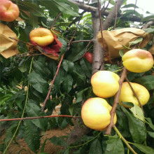 【北京薰衣草種植基地】-