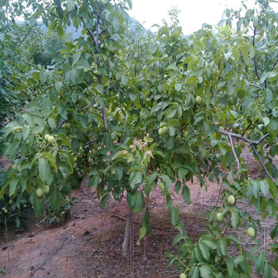 當(dāng)年掛果遼核1號(hào)核桃樹(shù)種苗價(jià)格2元