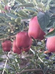山西紅富士蘋(píng)果苗