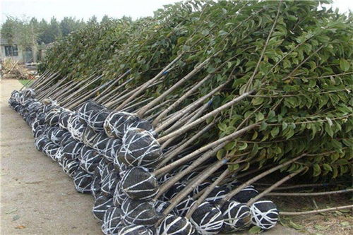 博樂哪有賣大櫻桃樹苗的現貨銷售