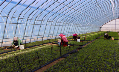 陜西定邊:&ldquo;苗好七分收&rdquo; 育苗正當時