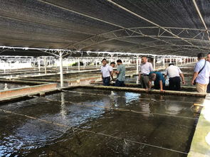 數十萬畝養蝦市場巨大 北方投資商南下尋找中國好蝦苗,誰能搶得先機