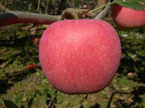 陜西水果批發 陜西水果代辦