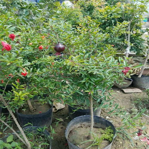 【陜西省嫁接石榴樹苗價格石榴樹苗規格齊全】- 