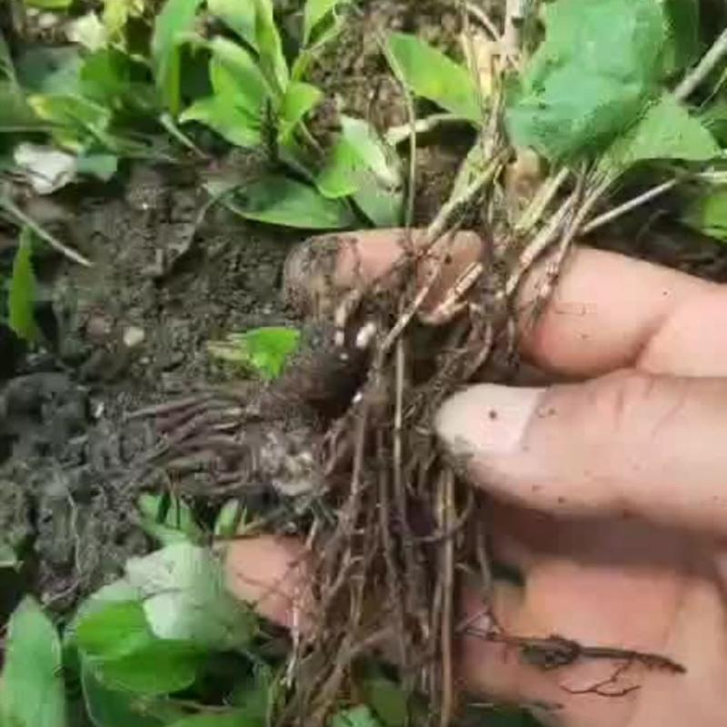 陜西秦嶺蒼術種苗野生蒼術苗子北蒼術種子黑蒼術帶朱砂點兒