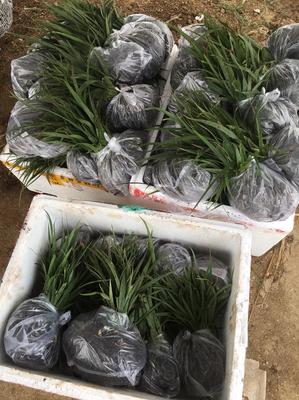 [白芨種苗批發]陜西漢中漢臺區白芨種苗 0.60元/棵白芨苗紫花 _ 一畝田