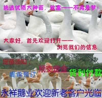 廣東鵝苗價格 鎮(zhèn)江鵝苗價格