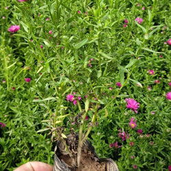 陜西荷蘭菊種苗種植基地批發