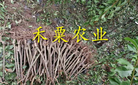 【2020漢中晚熟李子苗二年價格。陜西地區李子苗種苗研究基地。】- 