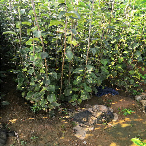 推薦陜西省榆林市5公分梨樹3年梨樹苗基地價格