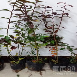 【新疆核桃樹苗,陜西核桃樹苗,核桃樹苗多少錢一棵】- 