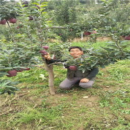 陜西種苗基地引領創(chuàng)新，吉林華玉蘋果樹苗異地繁育結碩果