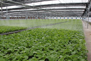 河北平泉與陜西種苗 生態合作新篇章