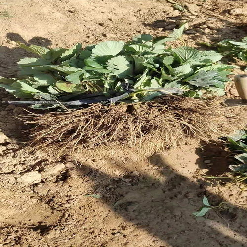 沈陽市高產草莓苗推薦及陜西種苗選購指南